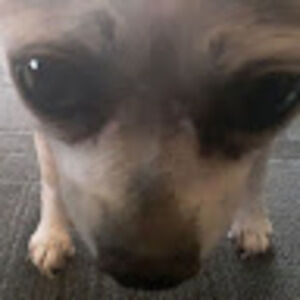 Meet your Posher, Sadie